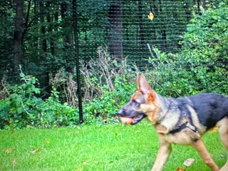 Pet Playgrounds’ Non-Electric Dog Fence