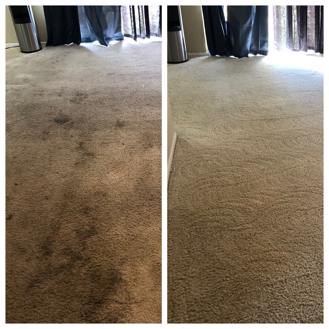 Discover Carpet Care