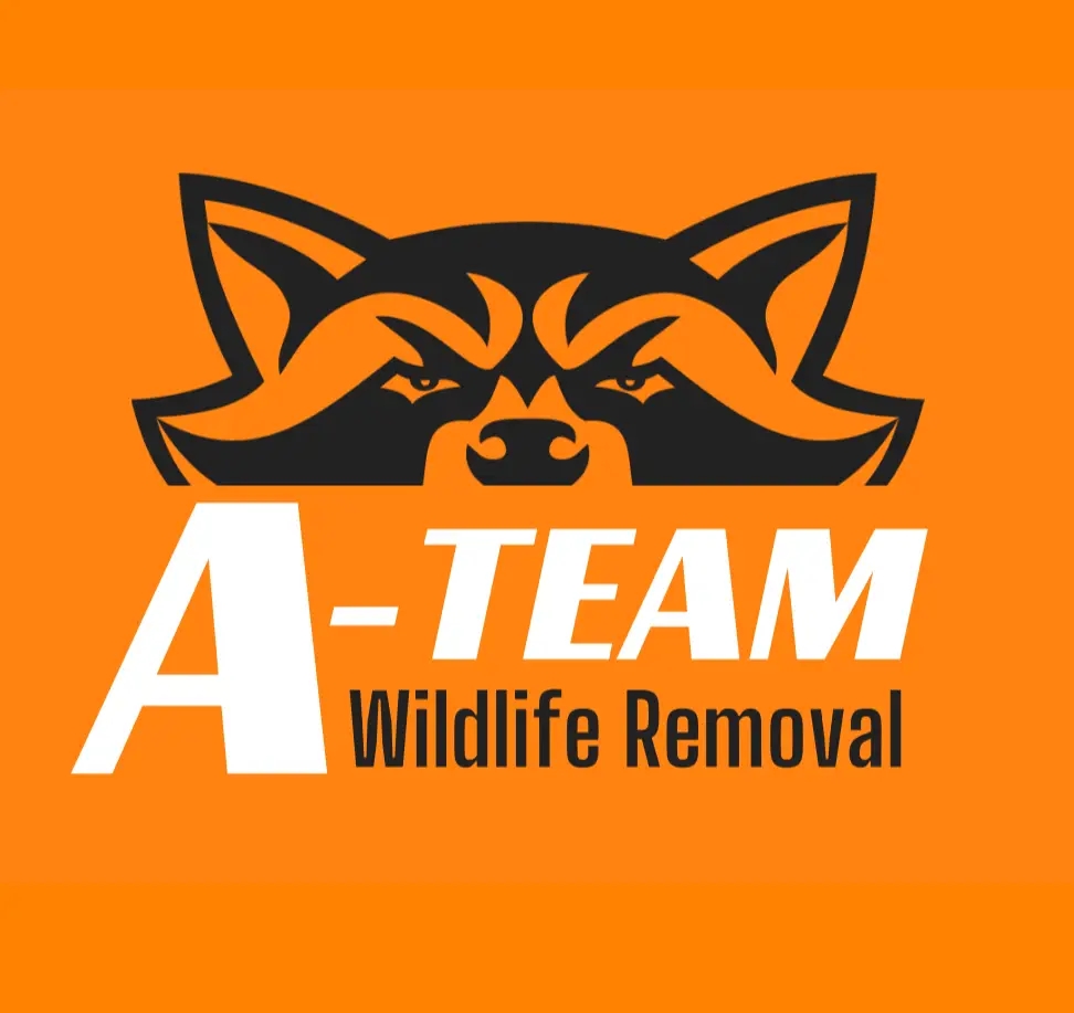 A-Team Wildlife Removal Brings Humane Wildlife Solutions to Murfreesboro and Middle Tennessee Homes A-Team Wildlife Removal Brings Humane Wildlife Solutions to Murfreesboro and Middle Tennessee Homes