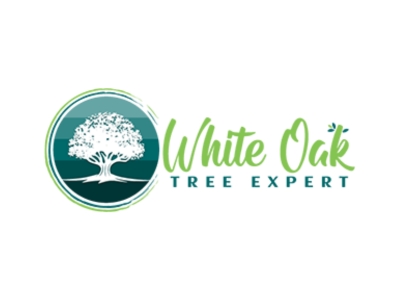 White Oak Tree Expert Celebrates More Than 160 Google Reviews from Satisfied Customers White Oak Tree Expert Celebrates More Than 160 Google Reviews from Satisfied Customers