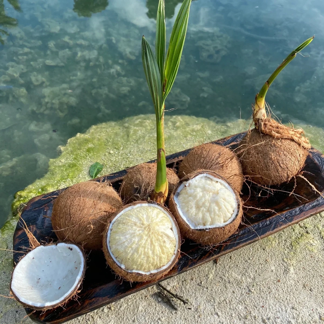 Sprouted Coconut 